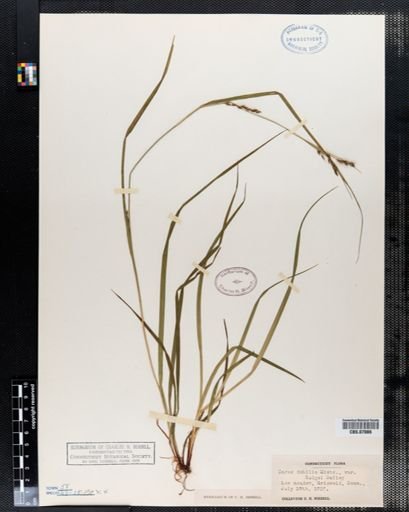 Carex debilis