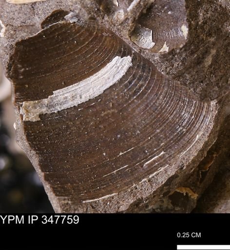 Limopsis striatopunctatus