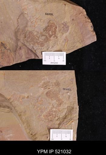 undet. Ichnofossil