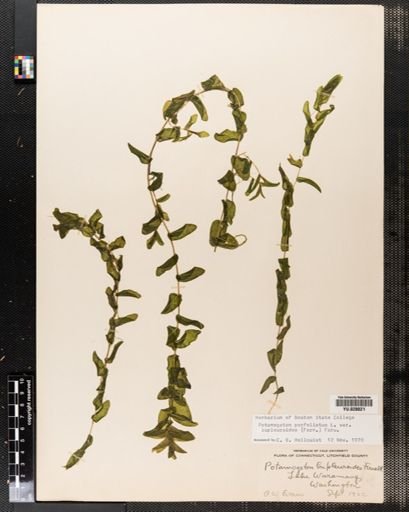 Potamogeton perfoliatus