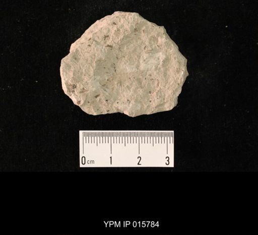 Probnis speciosa