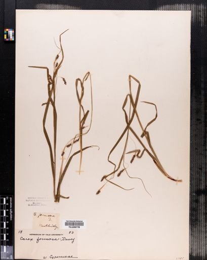 Carex formosa