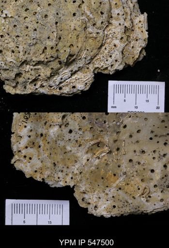 Cliona sulphurea