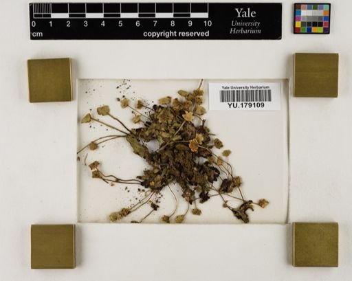 Plantae