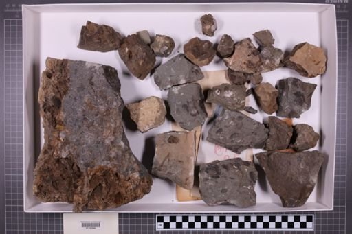 mixed taxa, stratigraphic collection