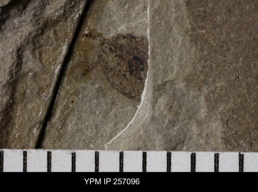 Blattodea