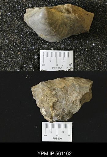 Inoceramus perplexus