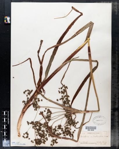 Scirpus rubrotinctus