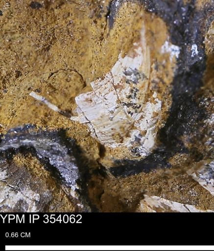 undet. Bivalvia