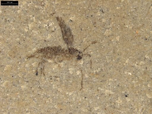 undet. Diptera