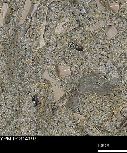 undet. Scaphopoda