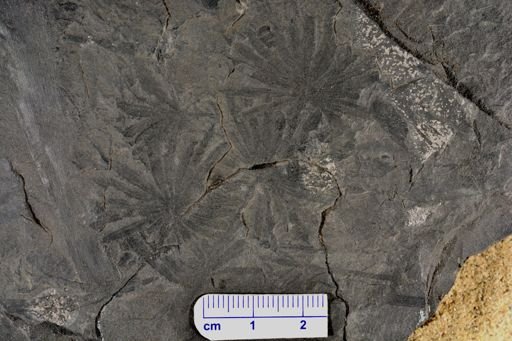 Annularia sp.