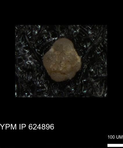 undet. Foraminiferida