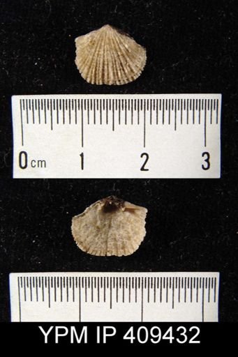 Glyptorthis bellarugosa