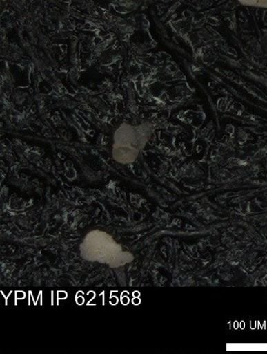 undet. Heterohelicidae
