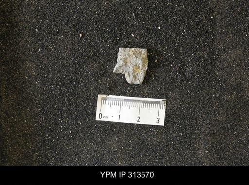 Inoceramus