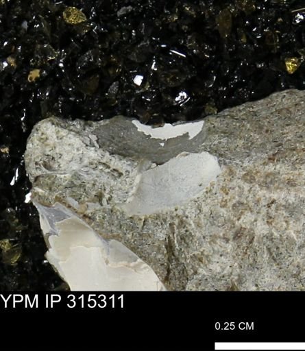 undet. Mollusca