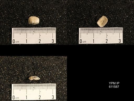 Lissochonetes sp.