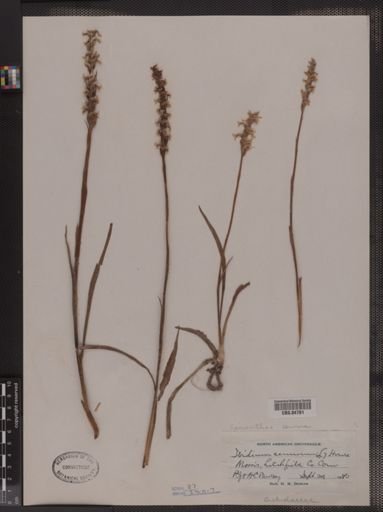 Spiranthes cernua