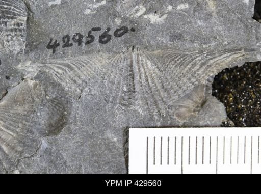 Mucrospirifer mucronatus