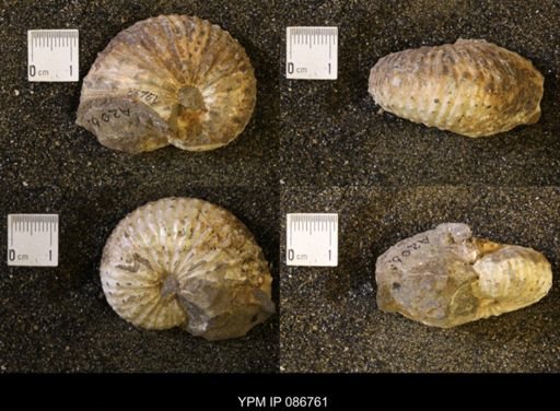 Discoscaphites gulosus