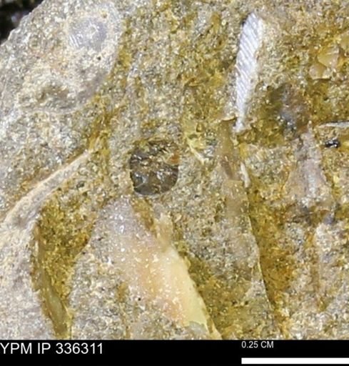 undet. Mollusca