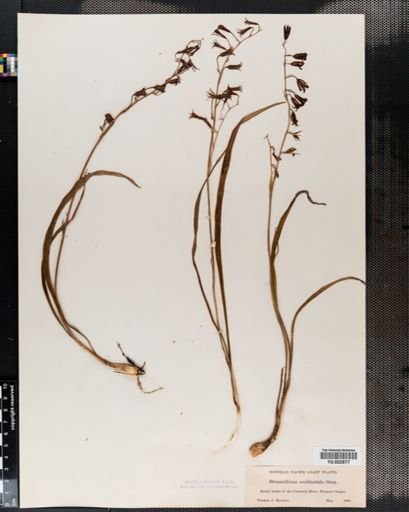 Stenanthium