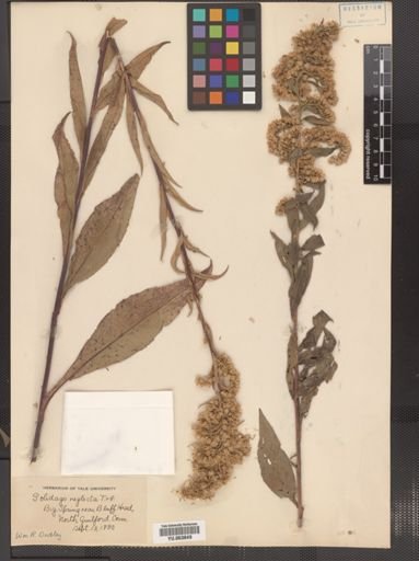 Solidago neglecta