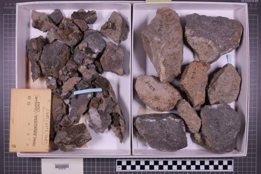 mixed taxa, stratigraphic collection