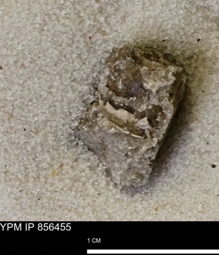 Limopsis striatopunctatus