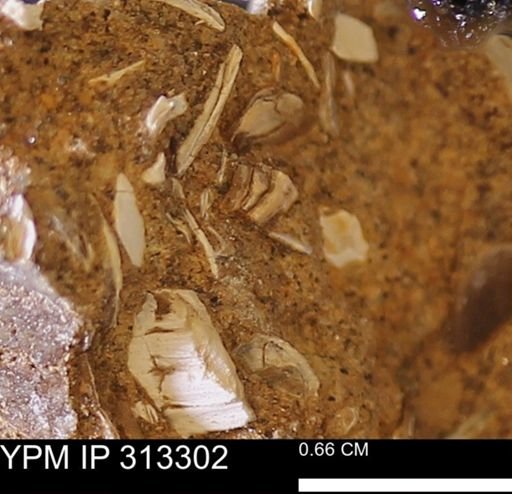 Corbicula sp.