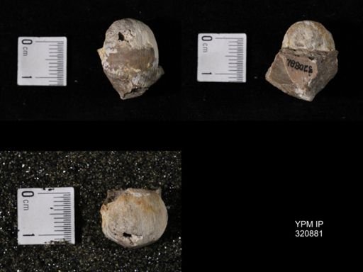 Linoproductus sp.