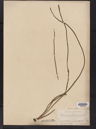 Polypodium