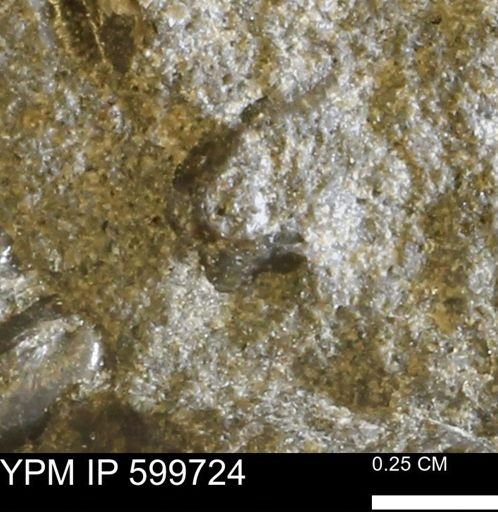 undet. Mollusca