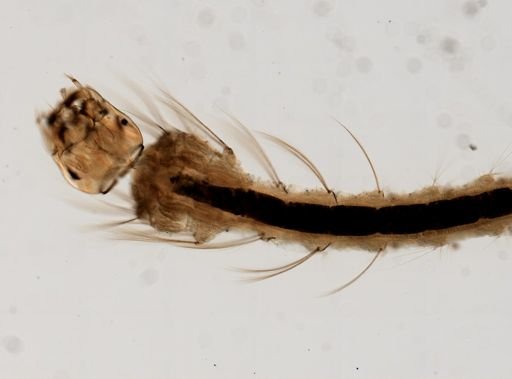 Anopheles