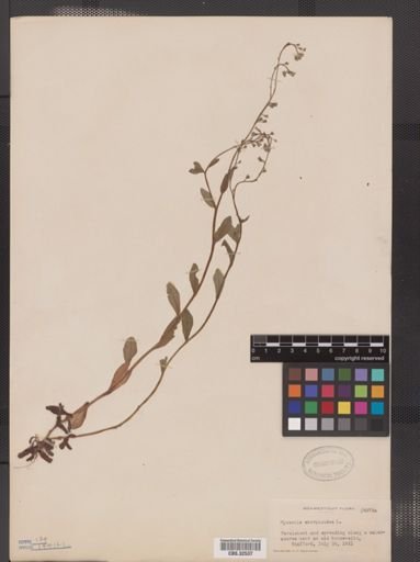 Myosotis scorpioides