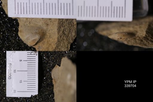 Yoldia scitula