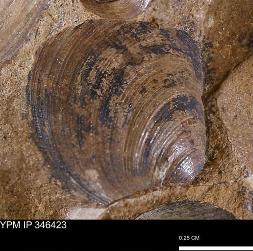 Limopsis striatopunctatus