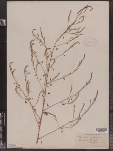 Asparagus officinalis