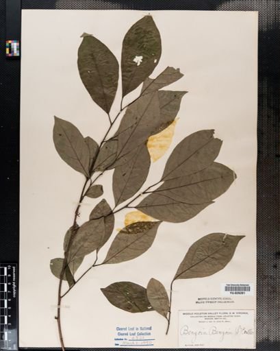Lindera benzoin