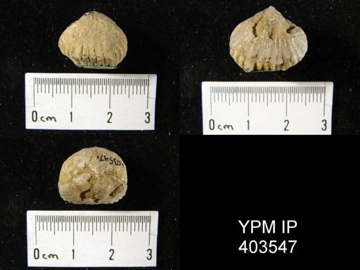 Hypothyridina sp.