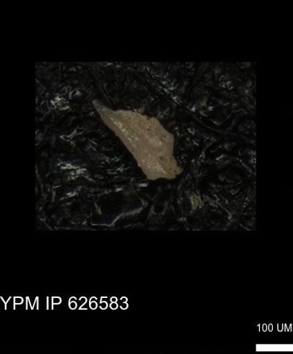 undet. Foraminiferida