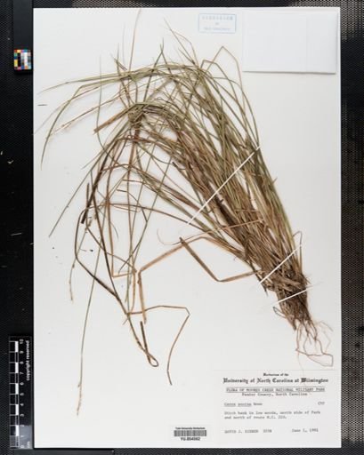Carex seorsa