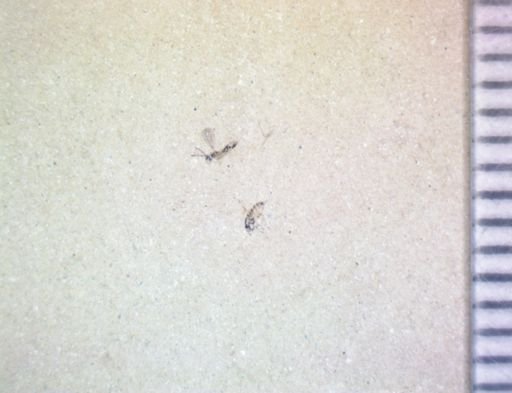 undet. Diptera