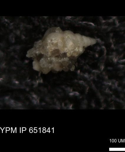 undet. Heterohelicidae