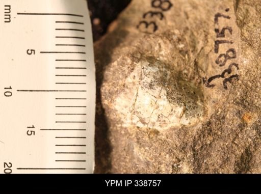 Protocardia subquadrata