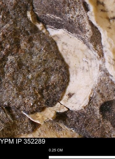 undet. Mollusca