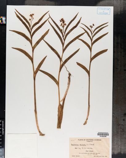 Maianthemum