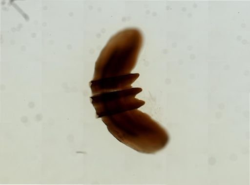 Theba pisana