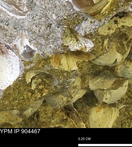 undet. Bivalvia